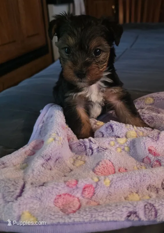Poppi – Yorkshire Terrier puppy for sale in Albertville, MN
