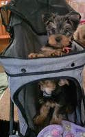 Luke's , a male Yorkshire Terrier for sale in Albertville, MN – 1 of 1