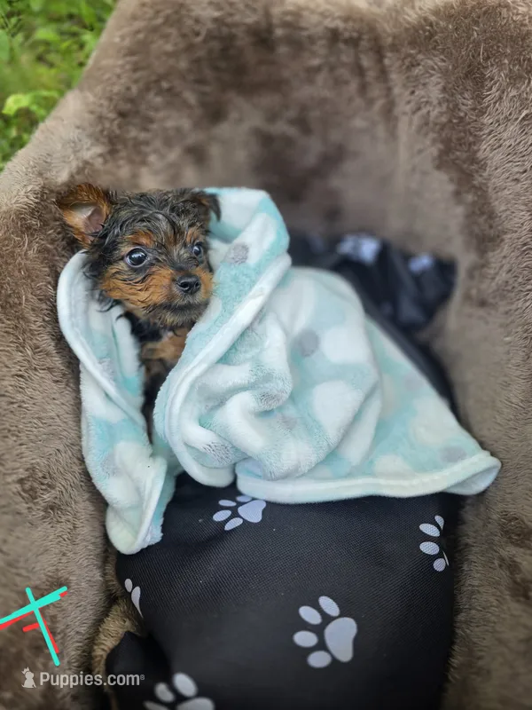 Clay – Yorkshire Terrier puppy for sale in Albertville, MN