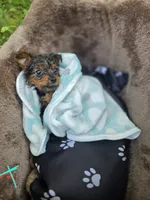 Clay, a male Yorkshire Terrier for sale in Albertville, MN – 1 of 3