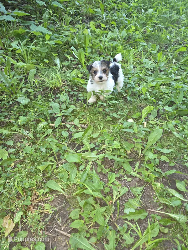 Spot – Yorkshire Terrier puppy for sale in Albertville, MN
