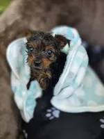 Clay, a male Yorkshire Terrier for sale in Albertville, MN – 2 of 3