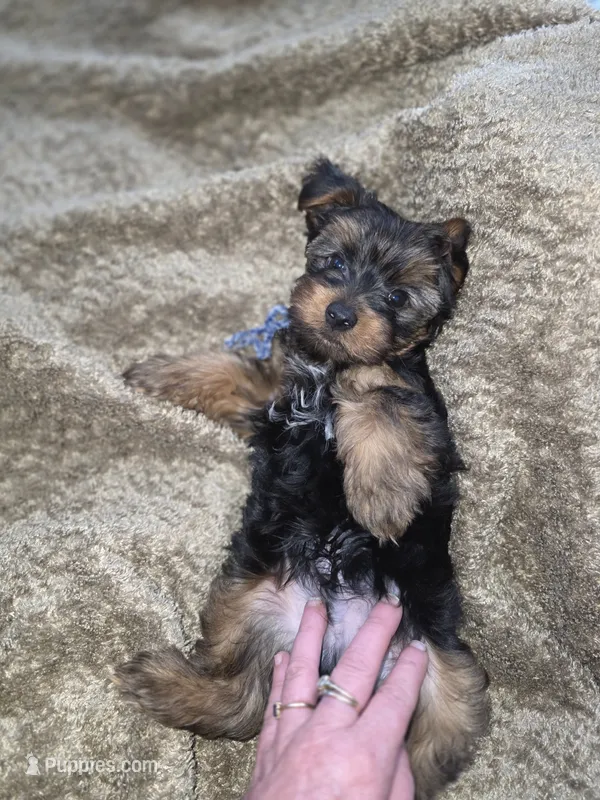 Trump  – Yorkshire Terrier puppy for sale in Albertville, MN