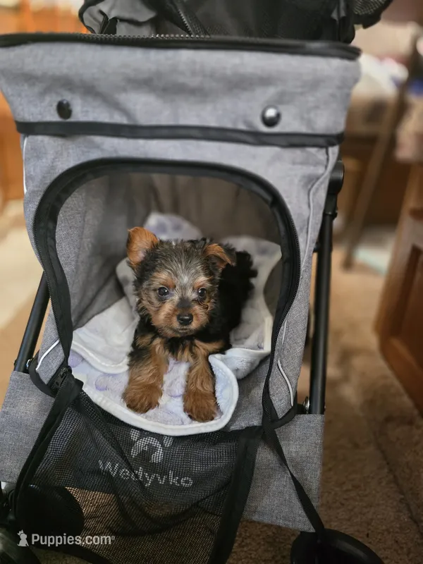 Clay – Yorkshire Terrier puppy for sale in Albertville, MN