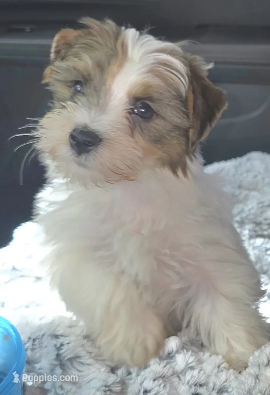 Cotton   – Yorkshire Terrier puppy for sale in Albertville, MN