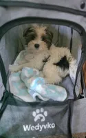 Cotton  , a male Yorkshire Terrier for sale in Albertville, MN – 2 of 3