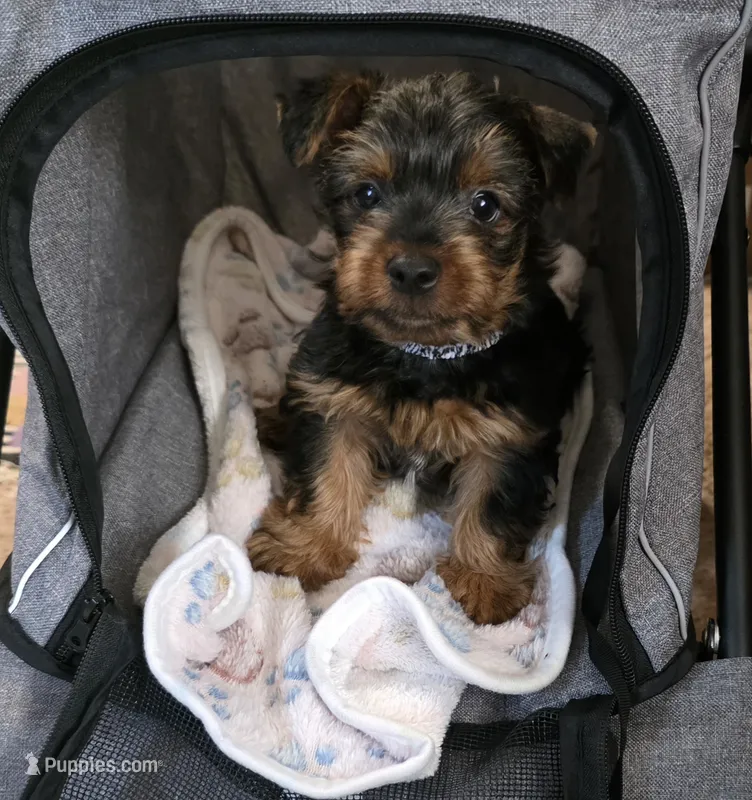 Dallas  – Yorkshire Terrier puppy for sale in Albertville, MN