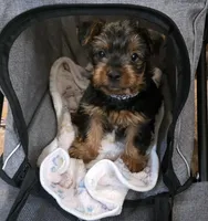 Dallas , a male Yorkshire Terrier for sale in Albertville, MN – 1 of 3