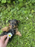 Dallas , a male Yorkshire Terrier for sale in Albertville, MN – 1 of 2