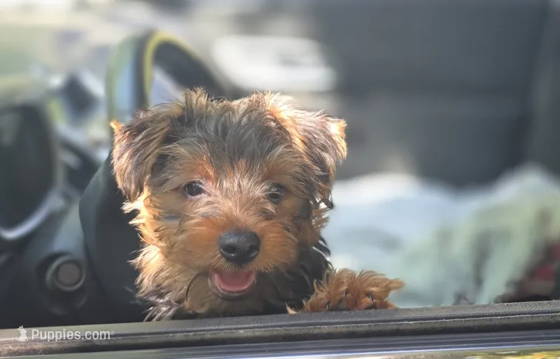 Dallas  – Yorkshire Terrier puppy for sale in Albertville, MN