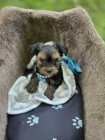 DANIEL , a male Yorkshire Terrier for sale in Albertville, MN – 4 of 4