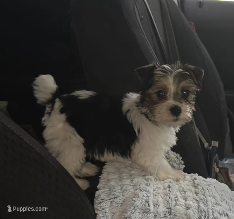 Spot  – Yorkshire Terrier puppy for sale in Albertville, MN