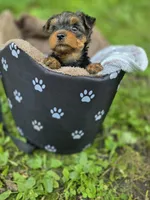 Trump , a male Yorkshire Terrier for sale in Albertville, MN – 3 of 3