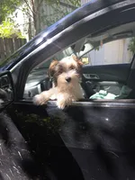 Cotton  , a male Yorkshire Terrier for sale in Albertville, MN – 2 of 2