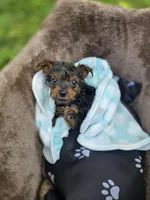 Clay, a male Yorkshire Terrier for sale in Albertville, MN – 3 of 3