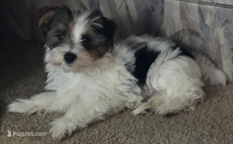 Cotton   – Yorkshire Terrier puppy for sale in Albertville, MN
