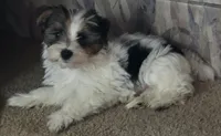 Cotton  , a male Yorkshire Terrier for sale in Albertville, MN – 1 of 3