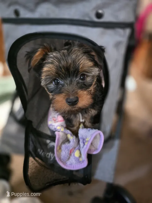 Trump  – Yorkshire Terrier puppy for sale in Albertville, MN