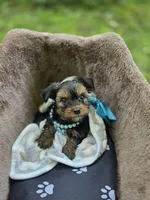 DANIEL , a male Yorkshire Terrier for sale in Albertville, MN – 3 of 4