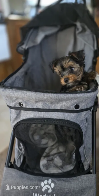 DANIEL 2 white back ft – Yorkshire Terrier puppy for sale in Albertville, MN