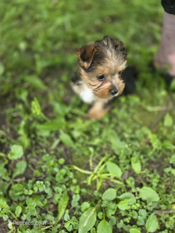 Cooper – Yorkshire Terrier puppy for sale in Albertville, MN