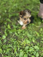 Cooper, a male Yorkshire Terrier for sale in Albertville, MN – 1 of 2