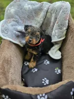 Dallas , a male Yorkshire Terrier for sale in Albertville, MN – 2 of 2