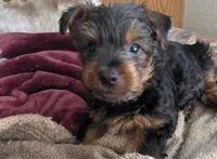 Dallas , a male Yorkshire Terrier for sale in Albertville, MN – 2 of 3