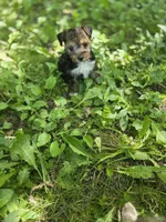 Shadow, a male Yorkshire Terrier for sale in Albertville, MN – 1 of 1