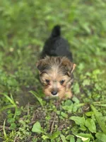Cooper, a male Yorkshire Terrier for sale in Albertville, MN – 2 of 2