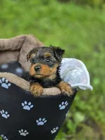 Trump , a male Yorkshire Terrier for sale in Albertville, MN – 2 of 3
