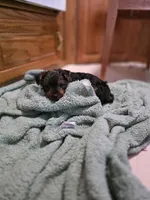 Dallas , a male Yorkshire Terrier for sale in Albertville, MN – 3 of 3