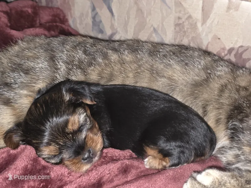 Charlotte  – Yorkshire Terrier puppy for sale in Albertville, MN