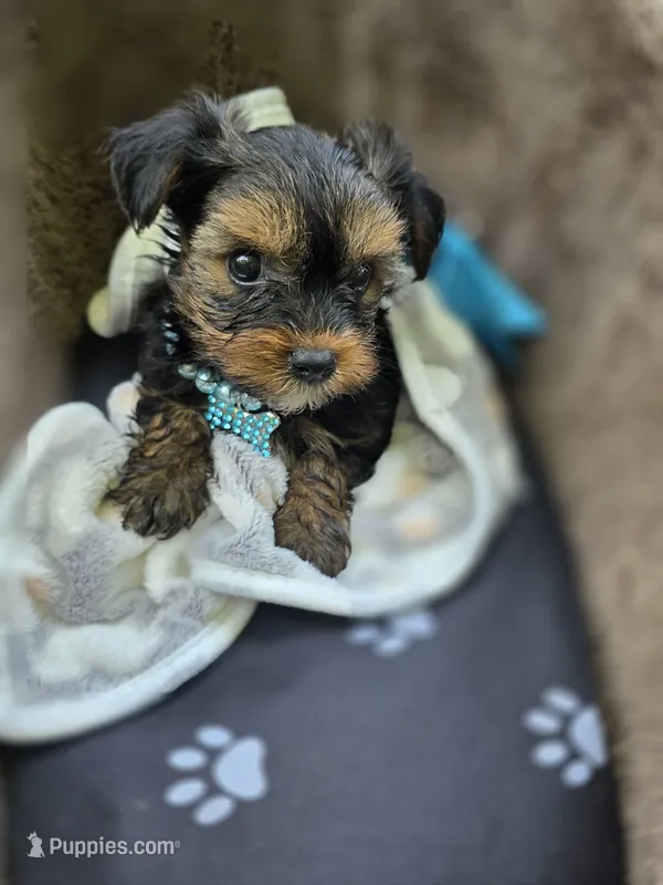 DANIEL  – Yorkshire Terrier puppy for sale in Albertville, MN