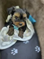 DANIEL , a male Yorkshire Terrier for sale in Albertville, MN – 1 of 4