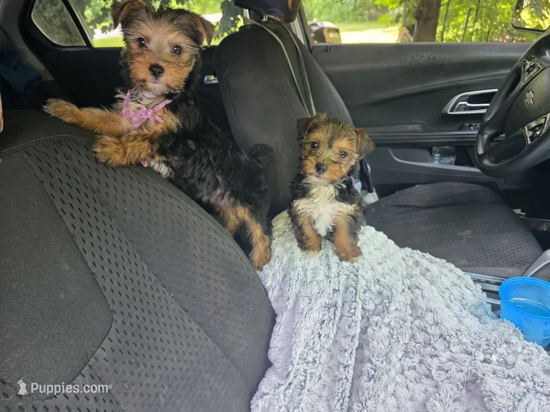 Poppi (Reserved) – Yorkshire Terrier puppy for sale in Albertville, MN