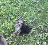 Poppi (Reserved), a female Yorkshire Terrier for sale in Albertville, MN – 2 of 2