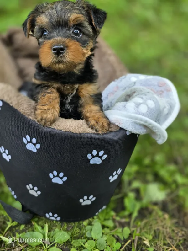 Trump  – Yorkshire Terrier puppy for sale in Albertville, MN