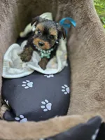 DANIEL , a male Yorkshire Terrier for sale in Albertville, MN – 2 of 4