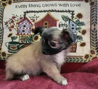 Laramie, a male Chihuahua for sale in West Plains, MO – Photo 4 of 6