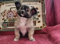 Laramie, a male Chihuahua for sale in West Plains, MO – Photo 2 of 6