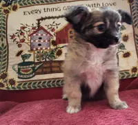 Laramie, a male Chihuahua for sale in West Plains, MO – Photo 3 of 6