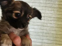 Laramie, a male Chihuahua for sale in West Plains, MO – Photo 6 of 6