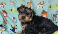 Plato, a male Yorkshire Terrier for sale in West Plains, MO – Photo 1 of 9