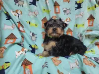 Plato, a male Yorkshire Terrier for sale in West Plains, MO – Photo 8 of 9