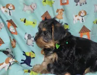 Plato, a male Yorkshire Terrier for sale in West Plains, MO – Photo 6 of 9