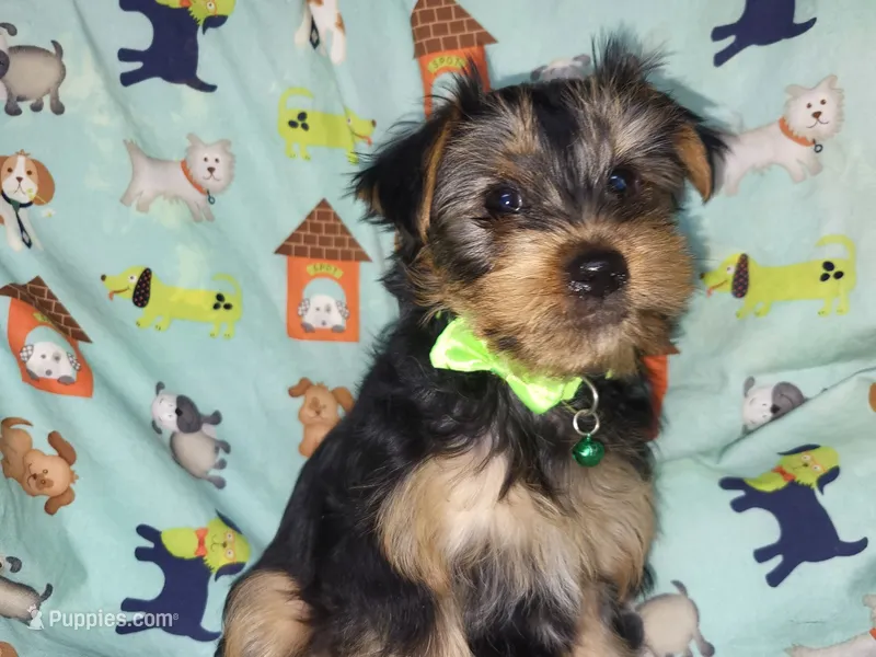 Plato – Yorkshire Terrier puppy for sale in West Plains, MO