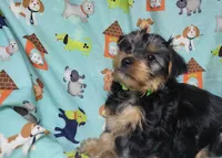 Plato, a male Yorkshire Terrier for sale in West Plains, MO – Photo 7 of 9