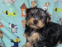 Plato, a male Yorkshire Terrier for sale in West Plains, MO – Photo 5 of 9