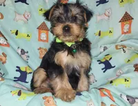 Plato, a male Yorkshire Terrier for sale in West Plains, MO – Photo 4 of 9
